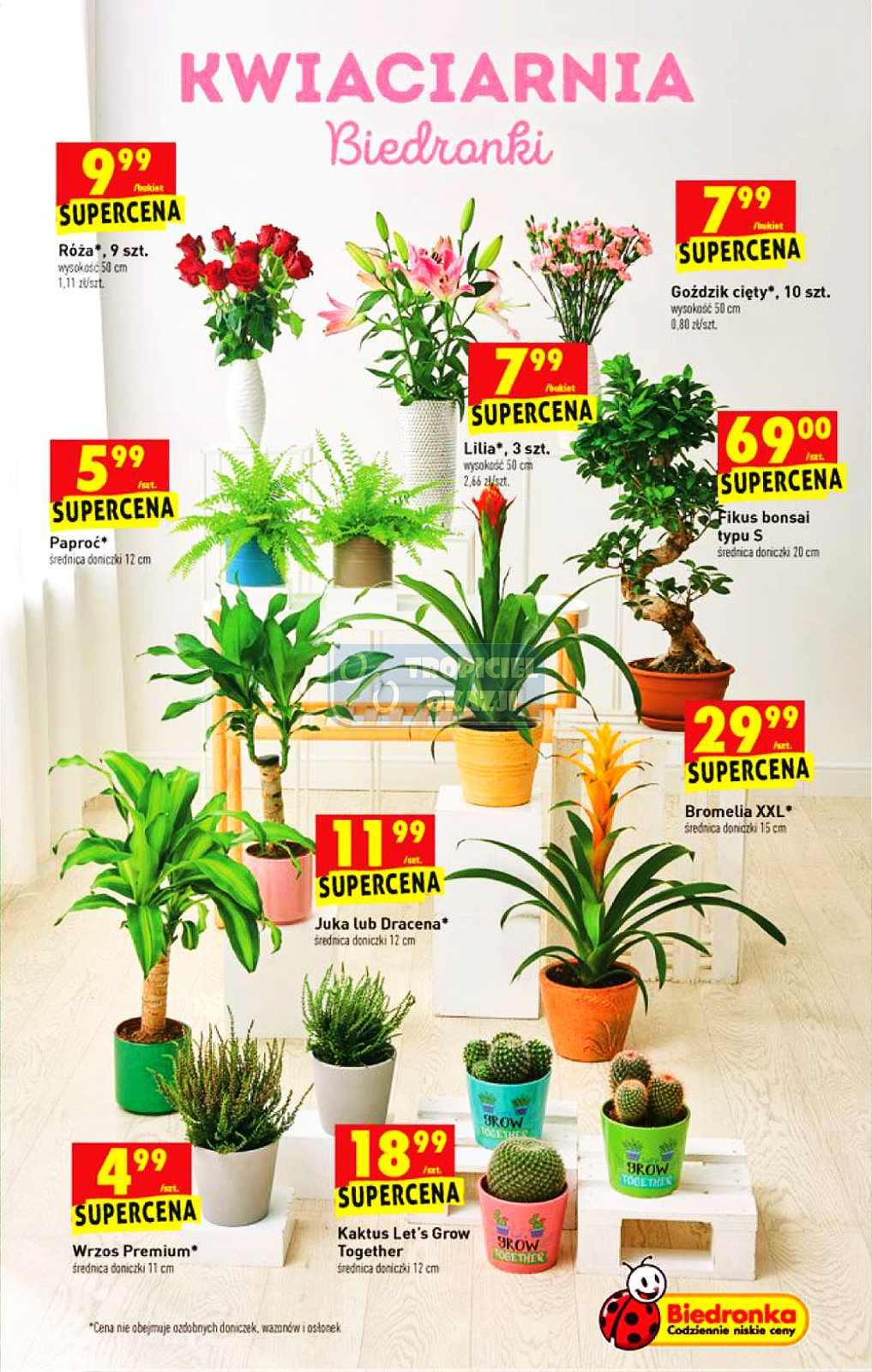 Gazetka promocyjna Biedronka str. 53