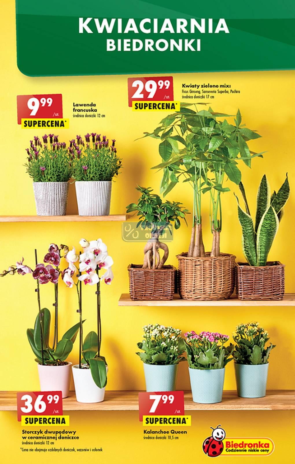 Gazetka promocyjna Biedronka str. 13