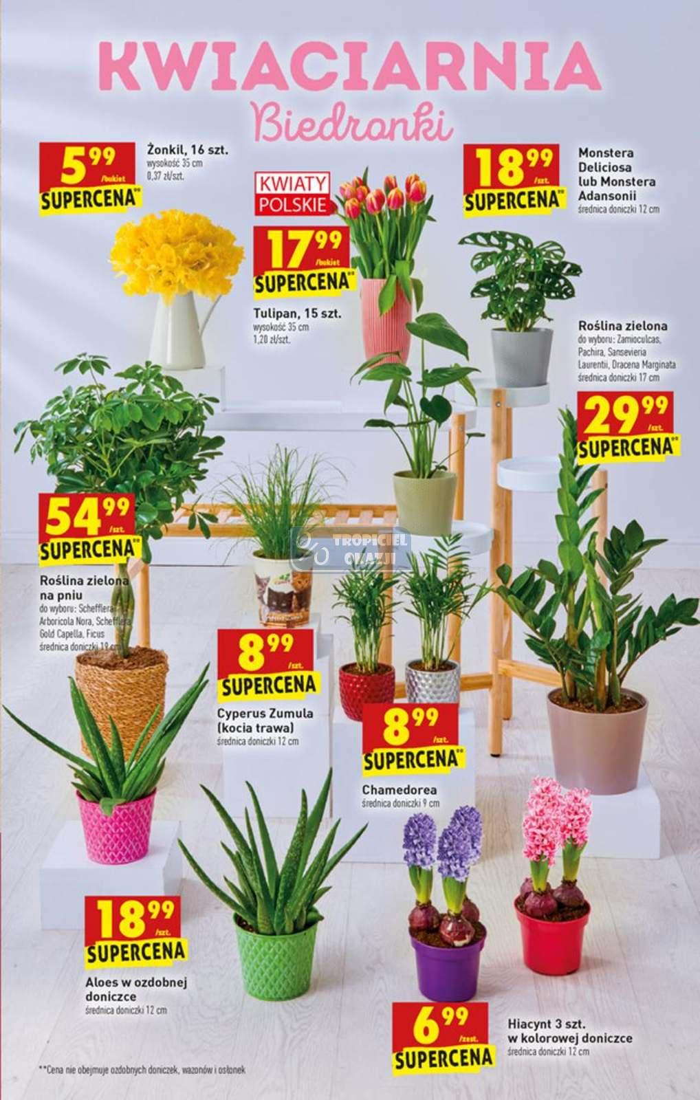 Gazetka promocyjna Biedronka str. 61