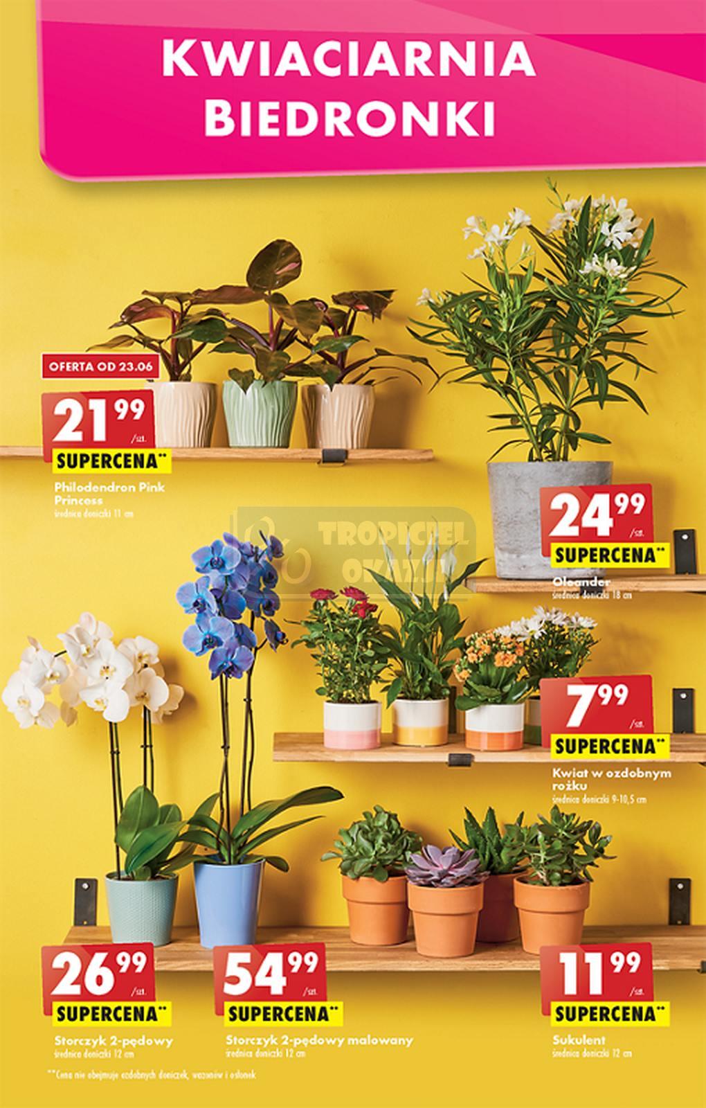 Gazetka promocyjna Biedronka str. 53