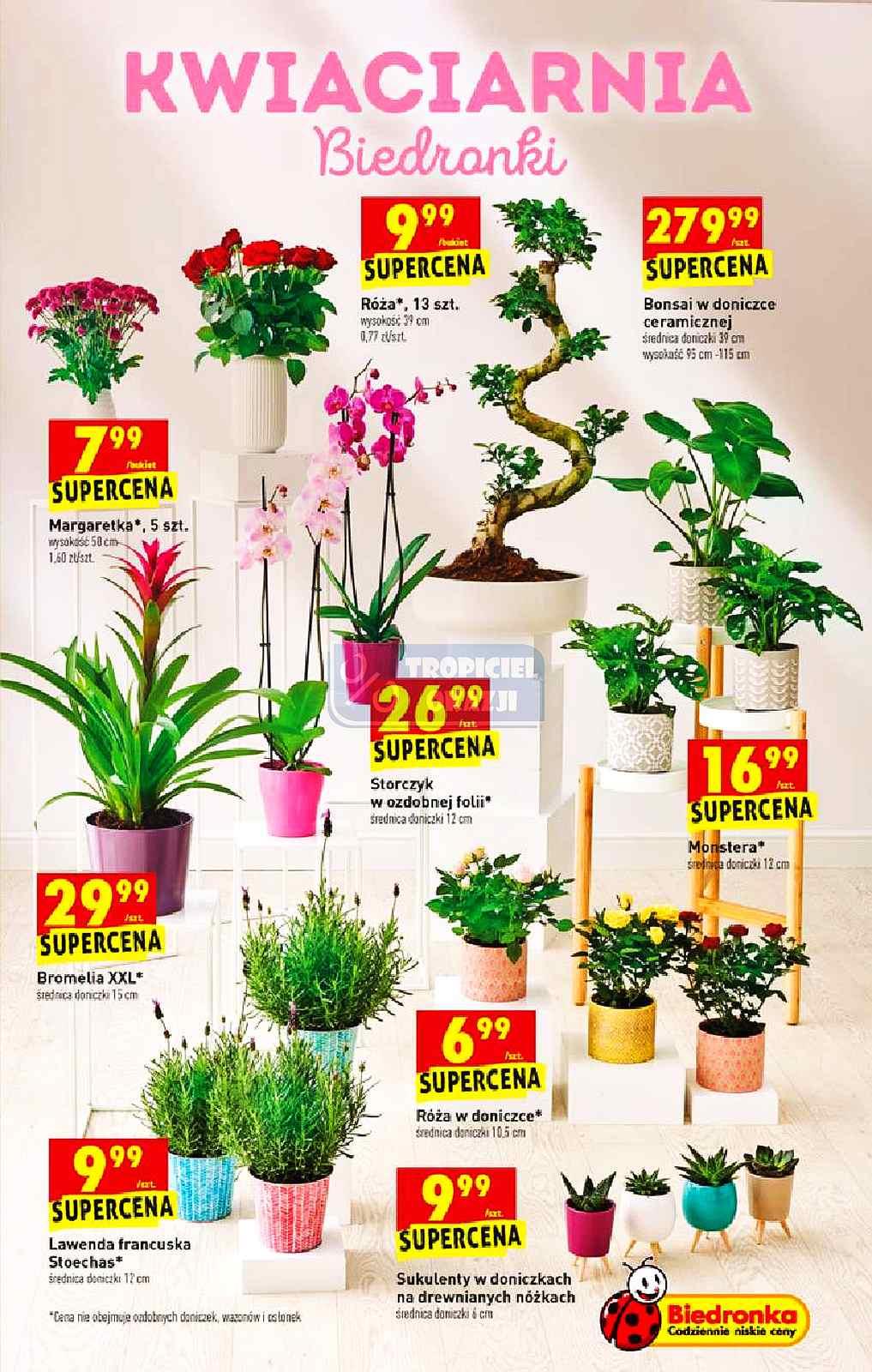 Gazetka promocyjna Biedronka str. 53